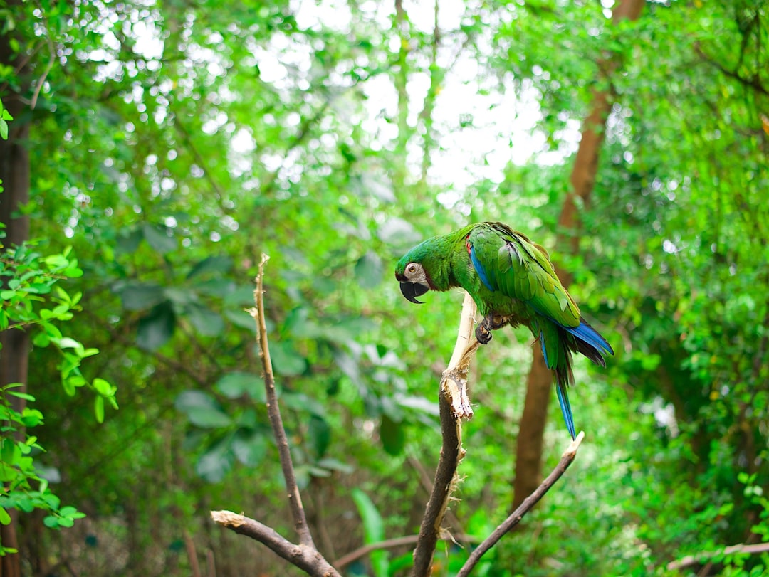 Descubre el Parque de Aves Exóticas en Ecuador - Puyo | Secret World Trip Planner