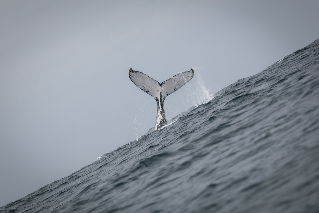Scopri Punta Ballena: Un Paradiso Naturale in Ecuador — Jama