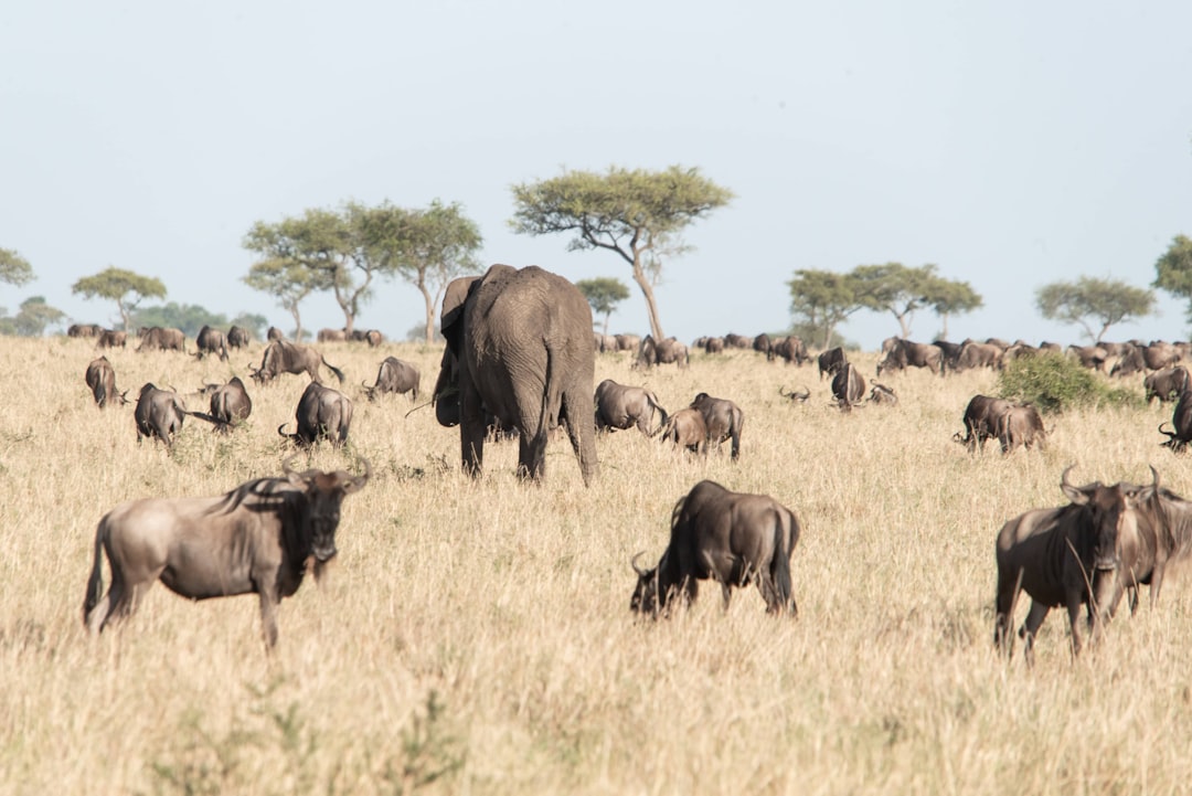 Atemberaubende Wege in Moshi: Abenteuer am Kilimanjaro - Moshi | Secret World Trip Planner