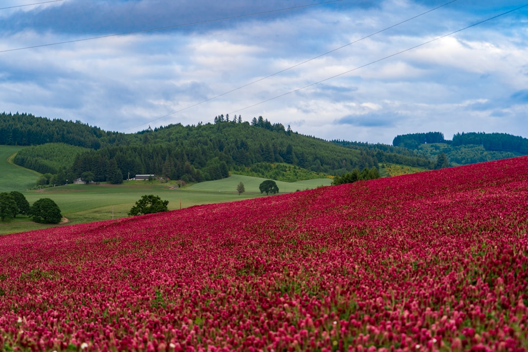 Willamette Valley: Il Paradiso del Pinot Noir - Willamette Valley | Secret World Trip Planner