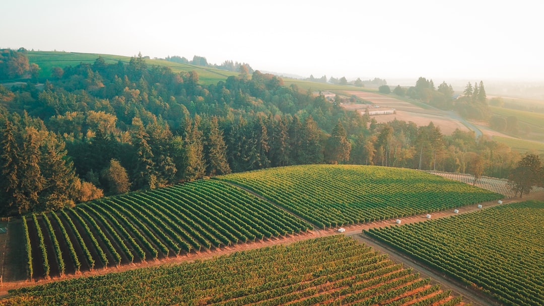 Willamette Valley: Il Paradiso del Pinot Noir - Willamette Valley | Secret World Trip Planner
