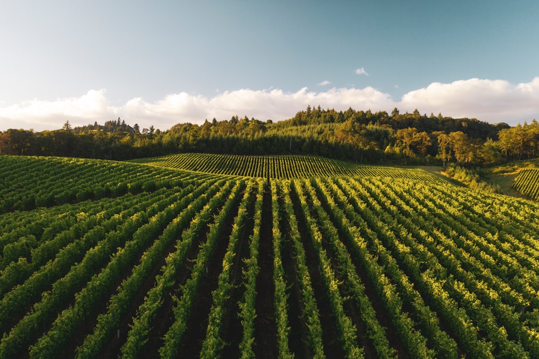 Willamette Valley: Das Paradies für Pinot Noir — Willamette Valley