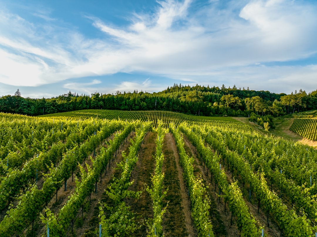 Willamette Valley: Das Paradies für Pinot Noir - Willamette Valley | Secret World Trip Planner