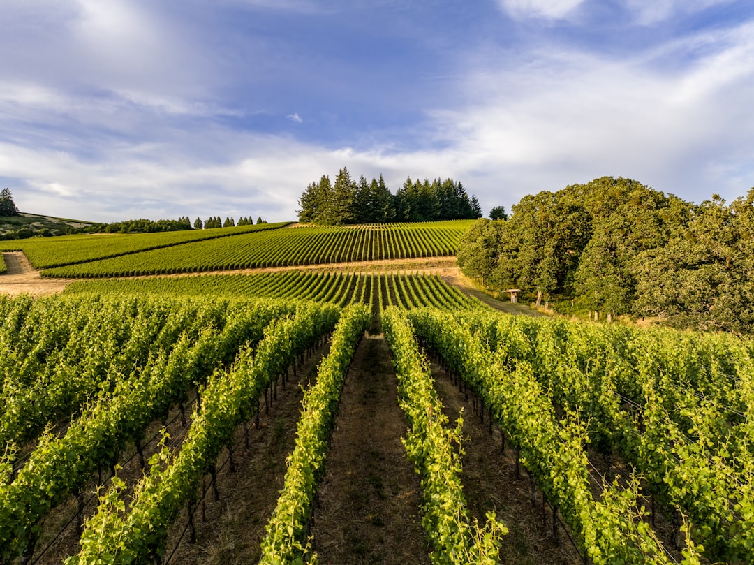 Willamette Valley: Das Paradies für Pinot Noir - Willamette Valley | Secret World Trip Planner