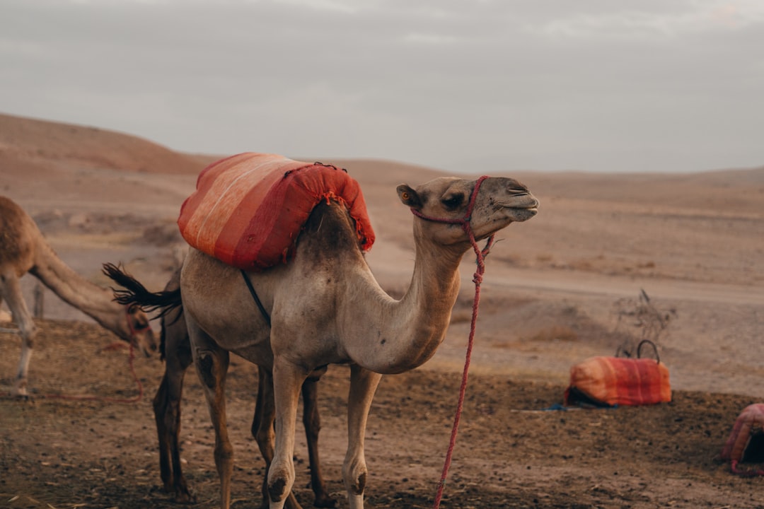 Secret World vs Wanderlog : Le Meilleur Planificateur de Voyage pour Marrakech — Marrakech