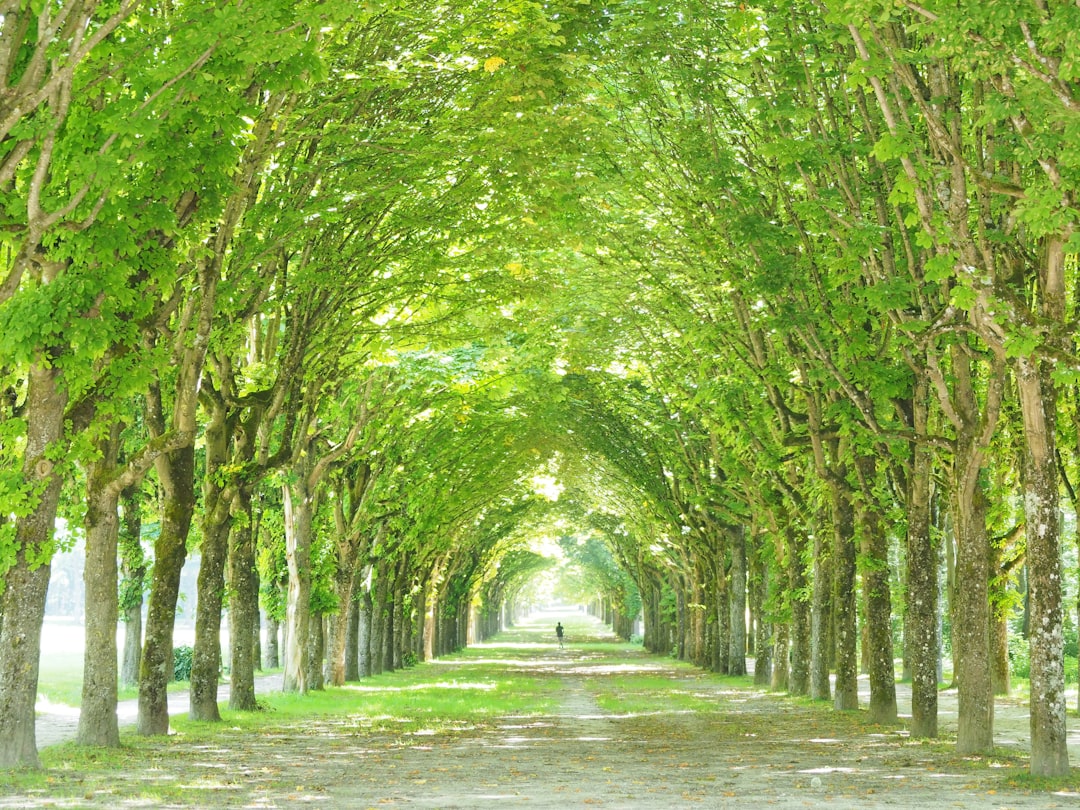 Découvrez la Forêt de Fontainebleau : un coin de nature en France - Fontainebleau | Secret World Trip Planner