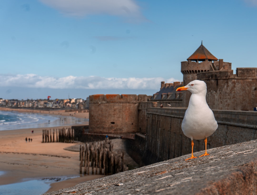 Descubra os Remparts de Saint-Malo: História e Beleza da Bretanha - Pecqueuse | Secret World Trip Planner