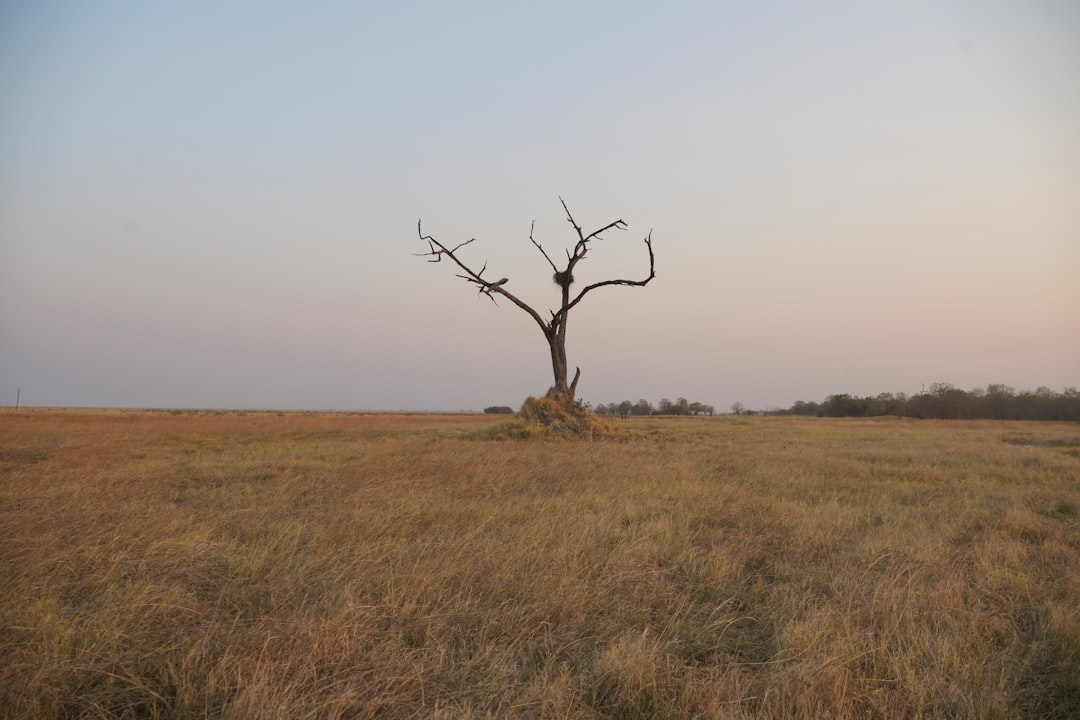 Maun : Le Cœur Vert du Delta de l'Okavango - Maun | Secret World Trip Planner