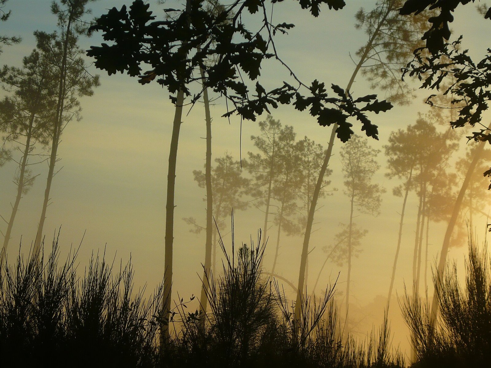 Esplora la Forêt des Landes: Natura e Avventura in Francia - Sainte-Mère | Secret World Trip Planner