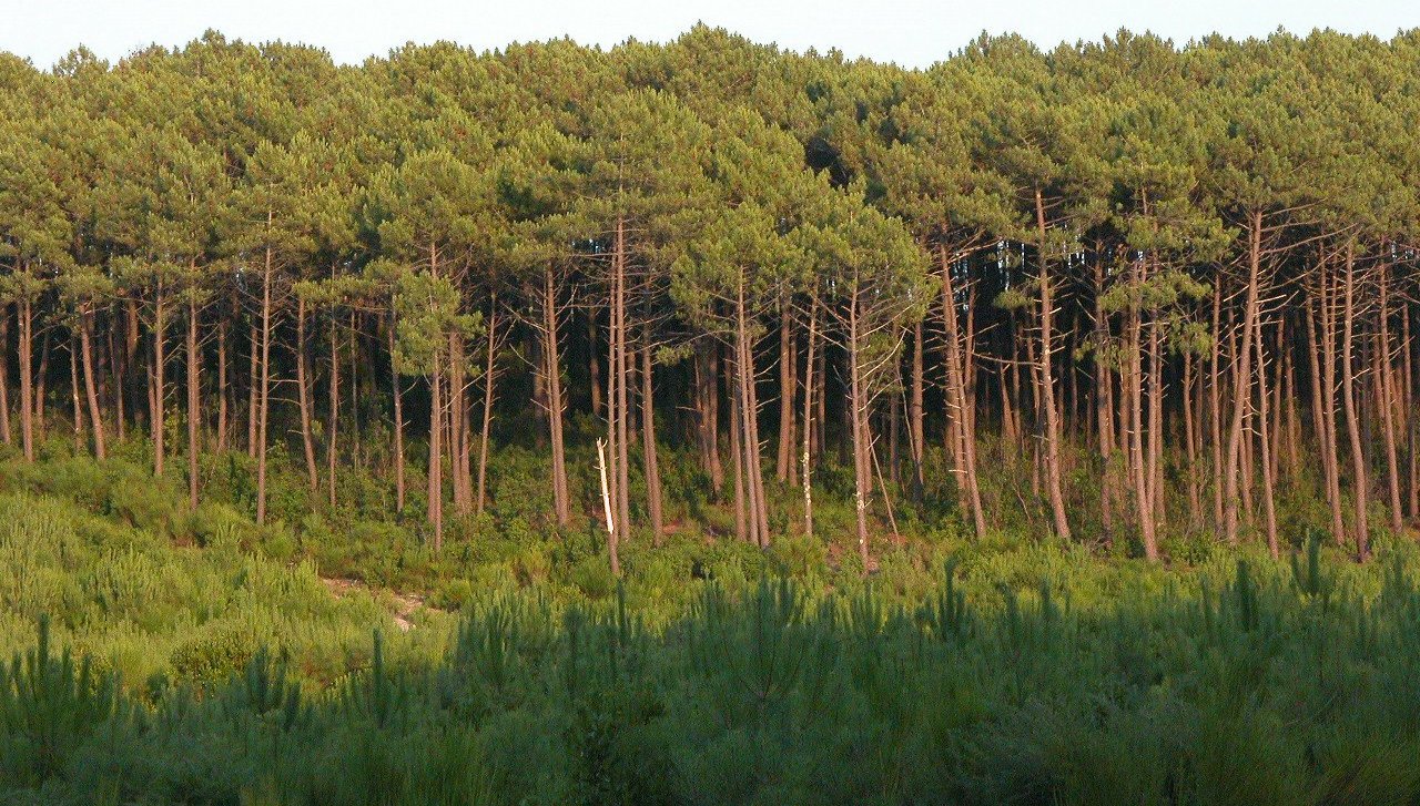 Explorez la Forêt des Landes : Nature et Aventure en France - Sainte-Mère | Secret World Trip Planner