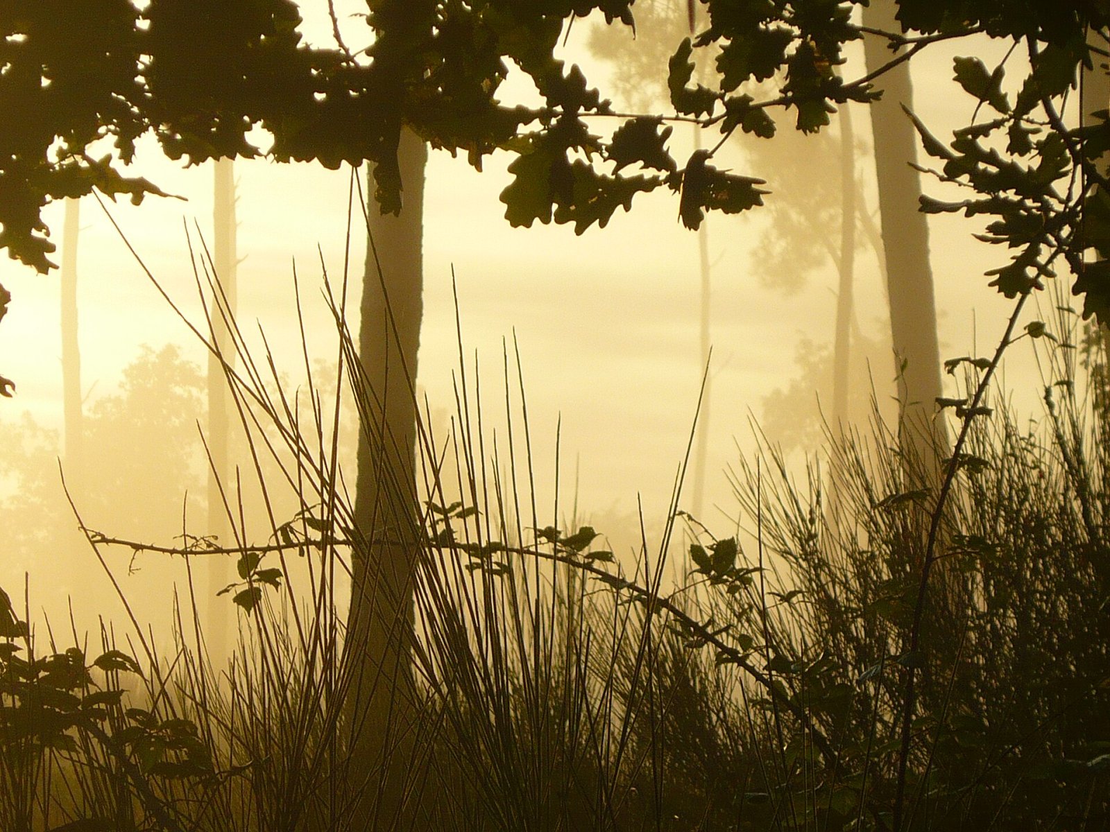 Explorez la Forêt des Landes : Nature et Aventure en France - Sainte-Mère | Secret World Trip Planner