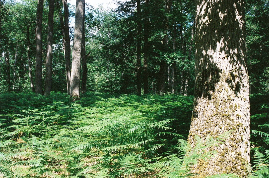 Explorez la Forêt des Landes : Nature et Aventure en France - Sainte-Mère | Secret World Trip Planner