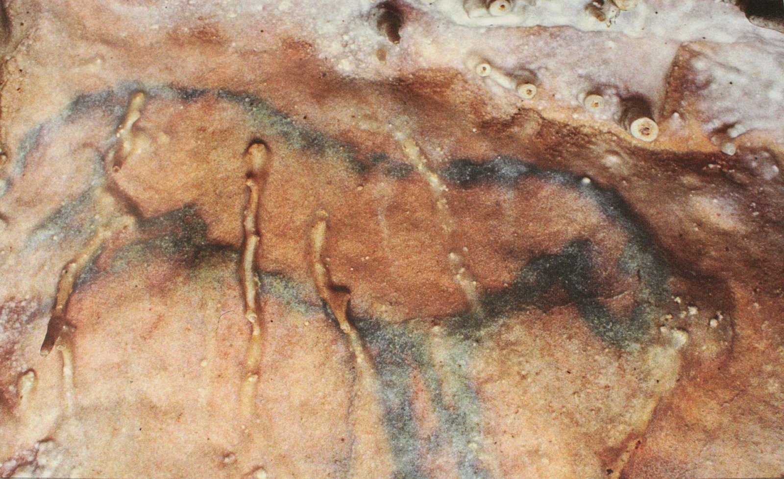 Entdecken Sie die Grotte de Villars: ein Schatz der Nouvelle-Aquitaine - Champagnac-de-Belair | Secret World Trip Planner