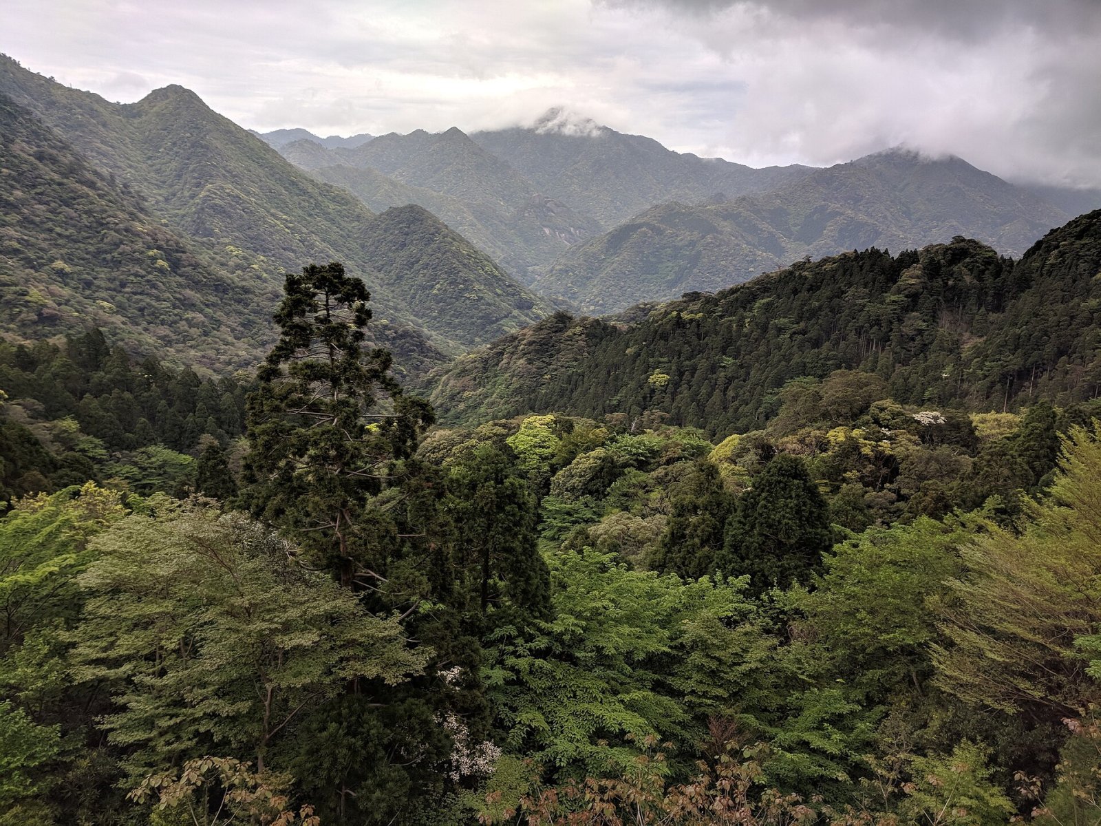 Discover Yakushima: A Natural Gem of Japan - Yakushima | Secret World Trip Planner