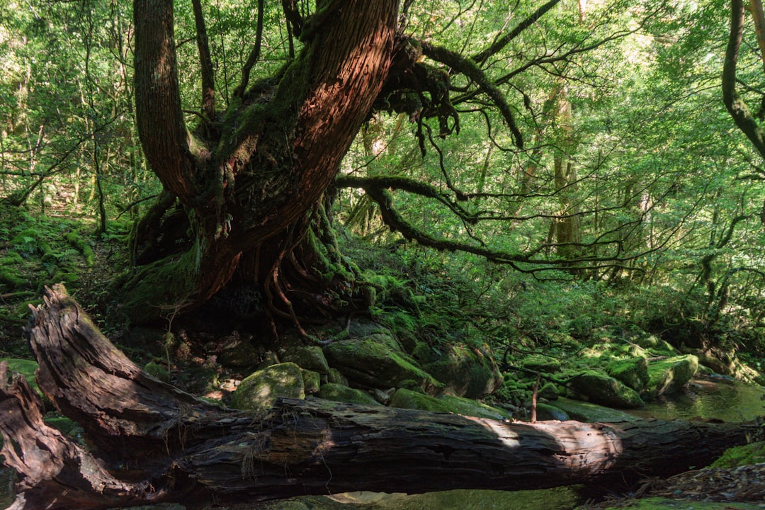 Entdecke Yakushima: Ein Naturjuwel Japans — Yakushima