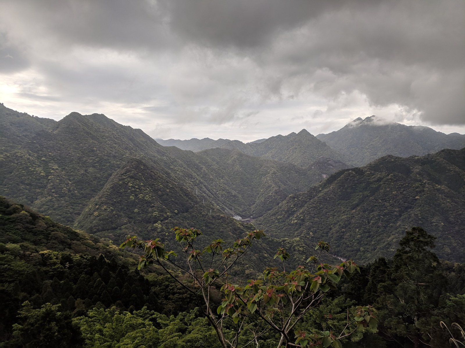 Descubre Yakushima: una joya natural de Japón - Yakushima | Secret World Trip Planner