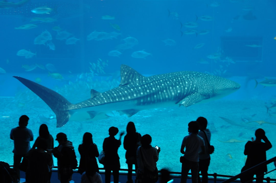 Découvrez l'Okinawa Churaumi Aquarium : Un bijou du Japon - Motobu | Secret World Trip Planner
