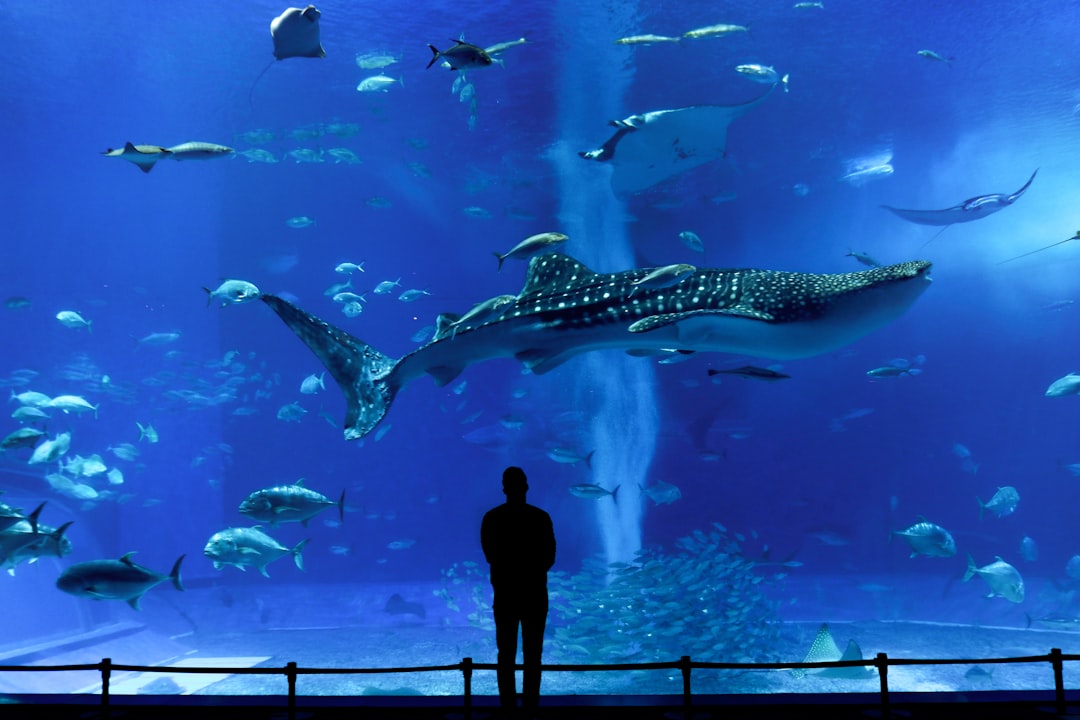 Descubre el Acuario Okinawa Churaumi: Una joya de Japón - Motobu | Secret World Trip Planner