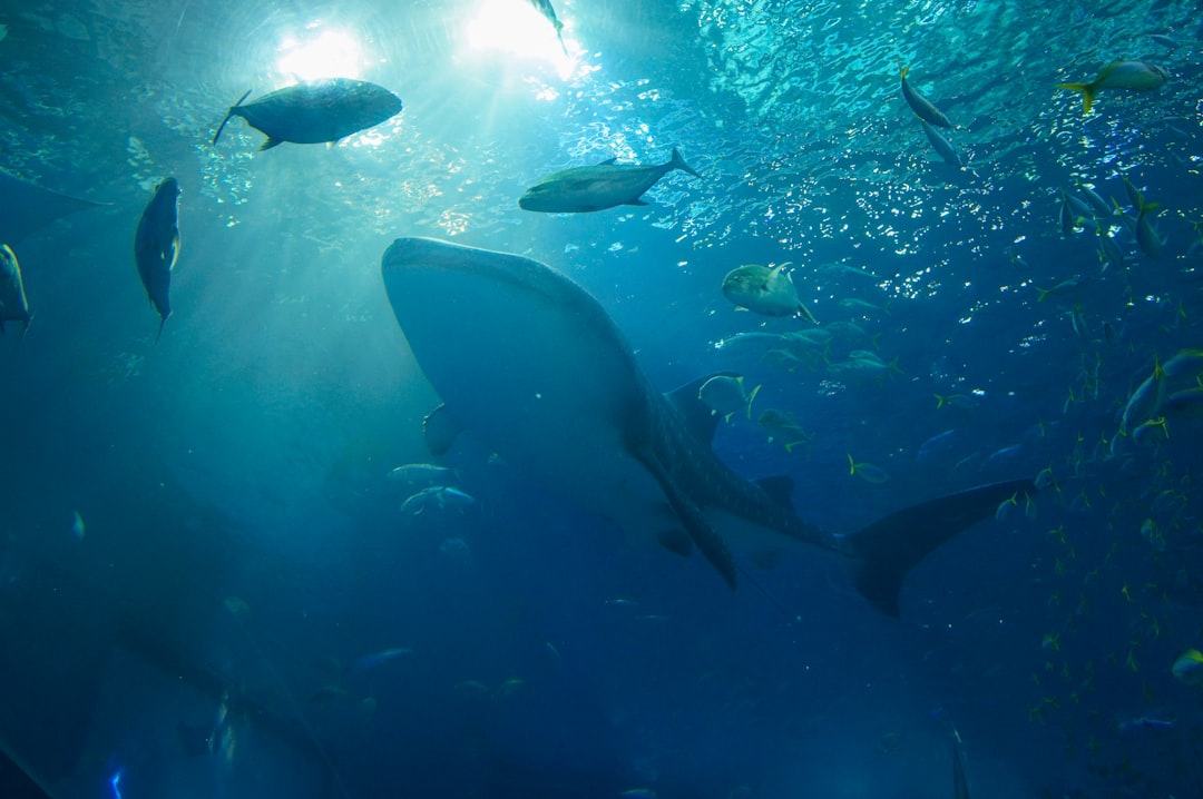 Descubre el Acuario Okinawa Churaumi: Una joya de Japón - Motobu | Secret World Trip Planner