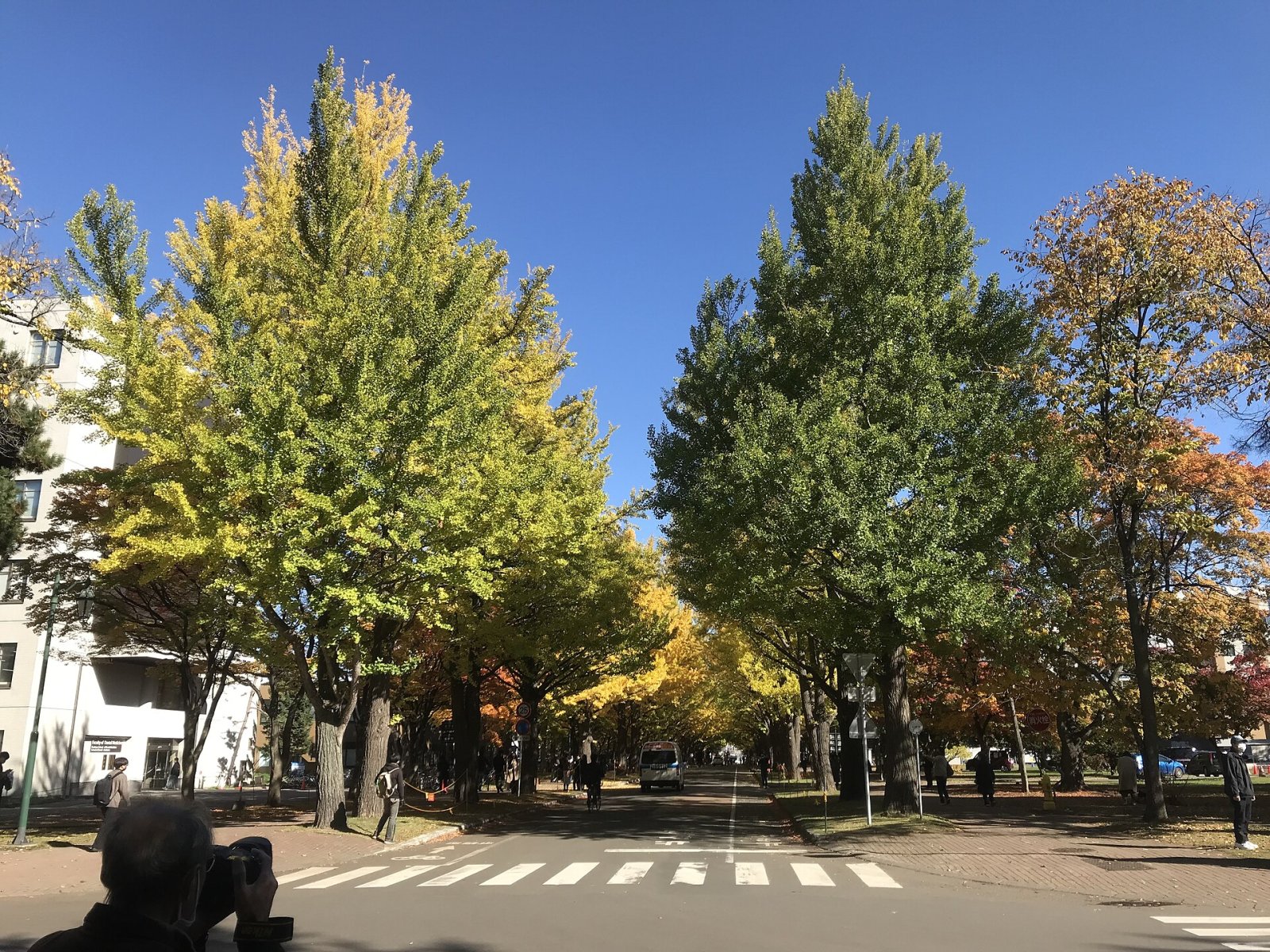 Descubre la Avenida de los Ginkgo de la Universidad de Hokkaido - Sapporo | Secret World Trip Planner