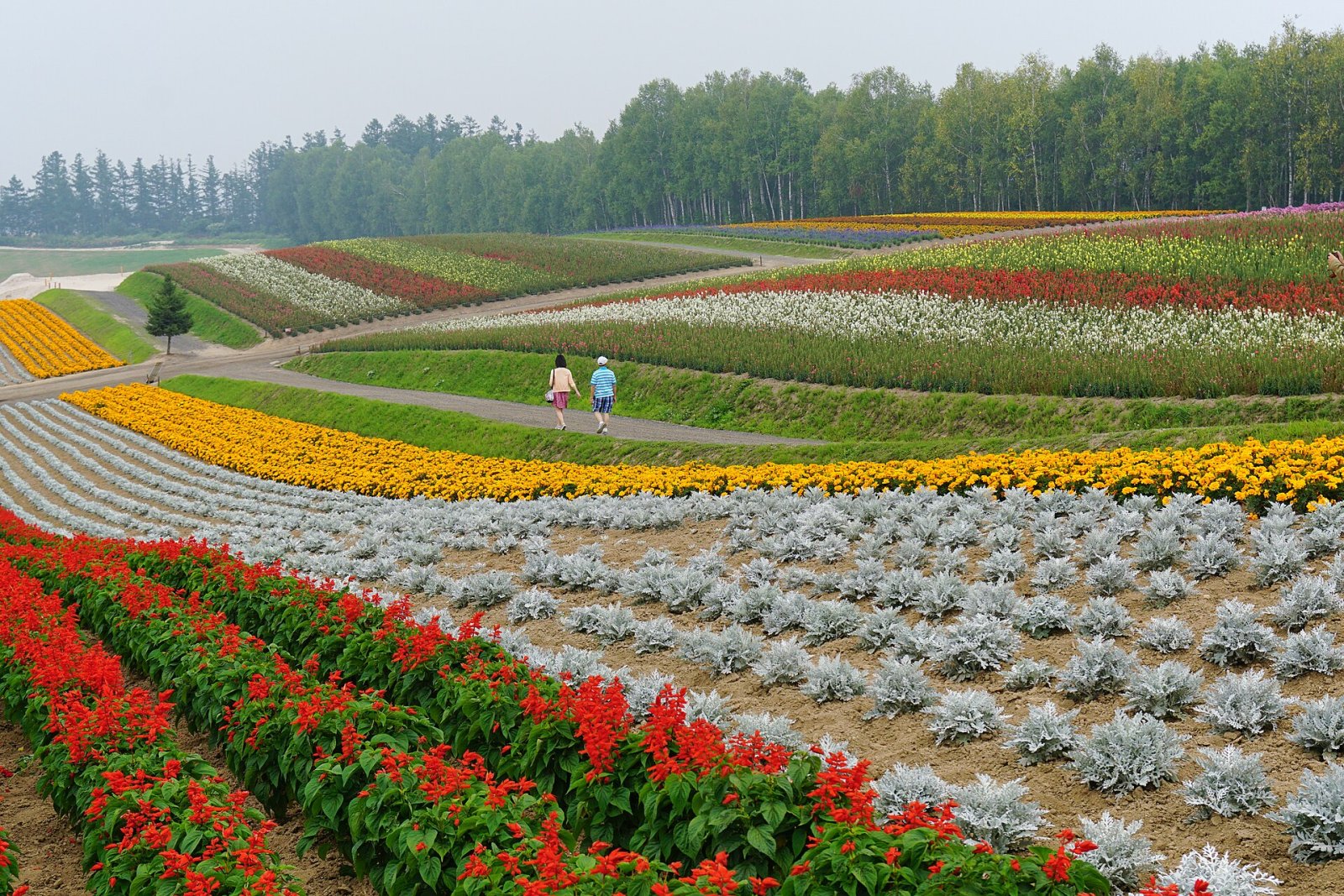 Scopri Shikisai-no-Oka: il giardino dei colori a Biei - Biei | Secret World Trip Planner