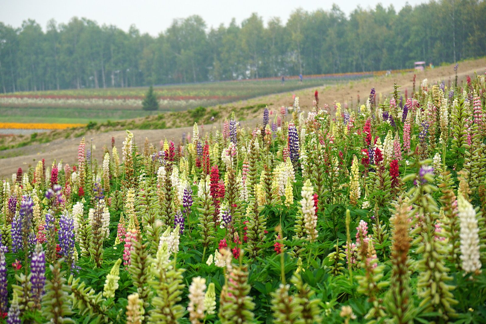Descubre Shikisai-no-Oka: el jardín de colores en Biei — Biei