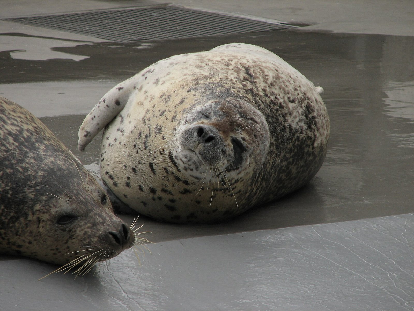 Scopri Asahiyama Zoo: un gioiello di Hokkaido - Asahikawa | Secret World Trip Planner