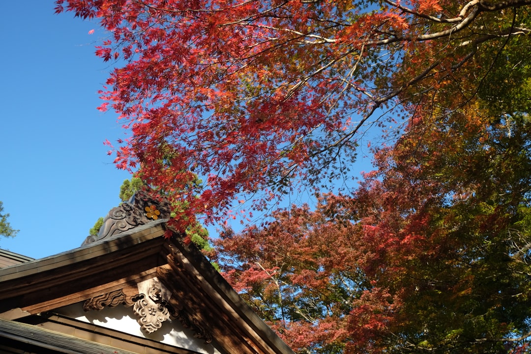 Découvrir Hiraizumi Chusonji : un trésor historique dans le Tohoku - Hiraizumi | Secret World Trip Planner