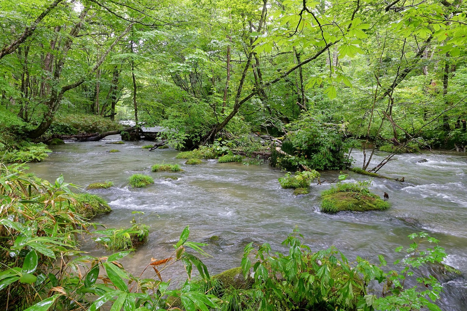Oirase Stream: Ein Naturparadies in Japan - Towada | Secret World Trip Planner