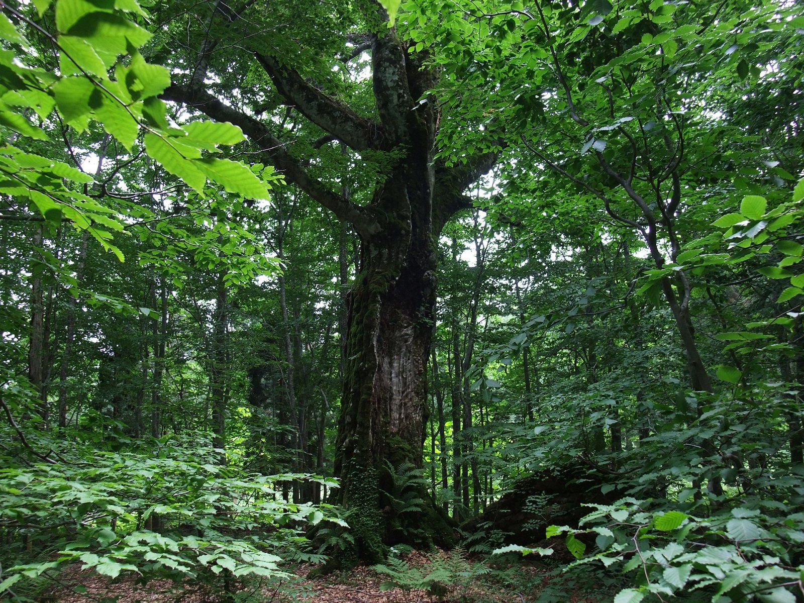 Découvrez Shirakami Sanchi : un paradis naturel au Japon — Nishimeya