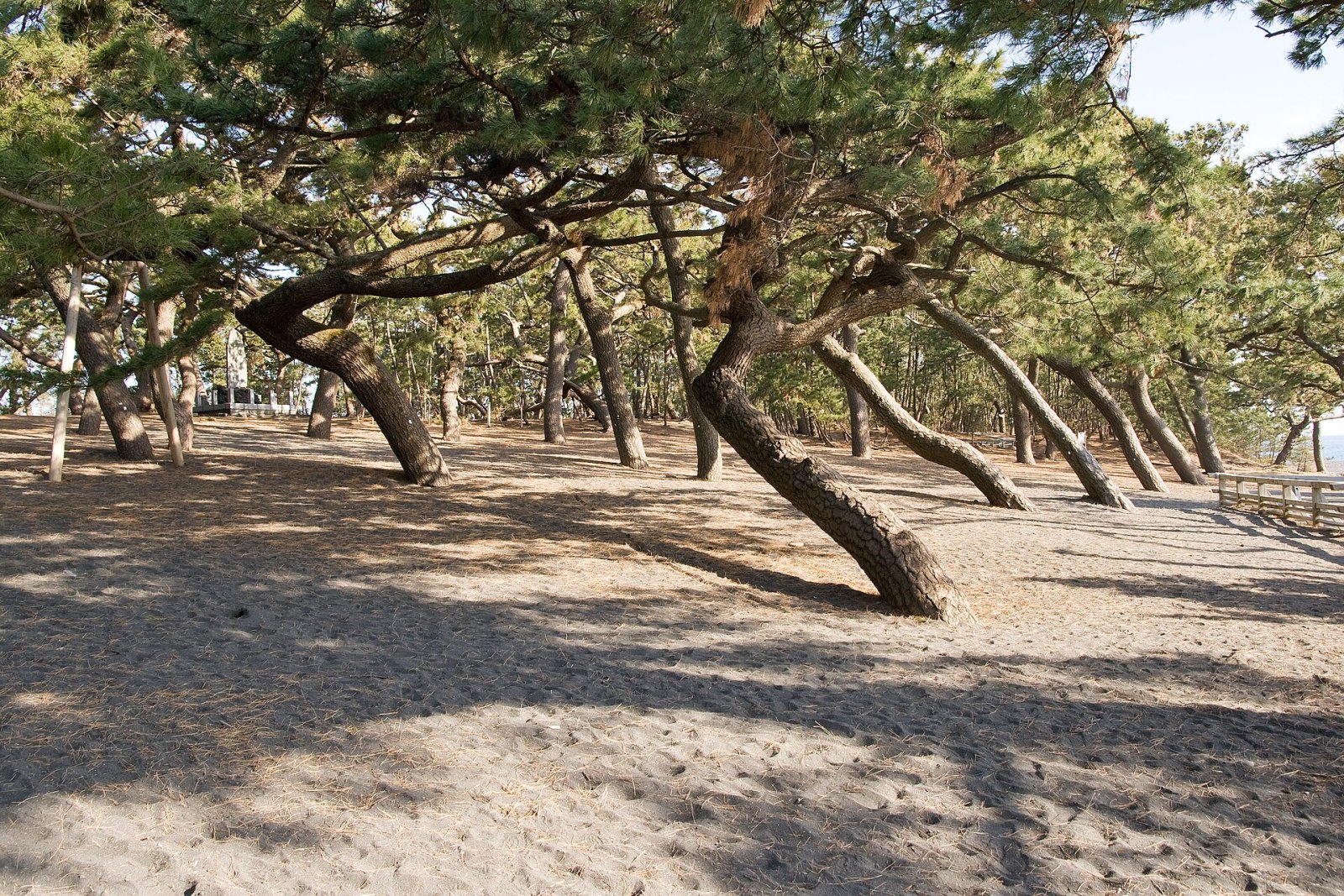 Scopri Shizuoka Miho no Matsubara: un angolo di paradiso in Giappone - Shizuoka | Secret World Trip Planner