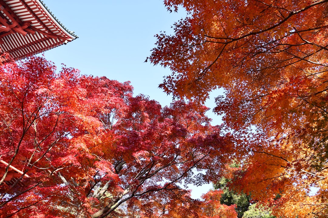 Entdecken Sie den Naritasan Shinshoji Tempel: ein kulturelles Juwel im Kanto - Narita | Secret World Trip Planner