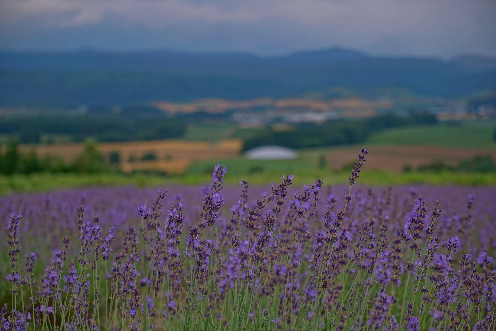 Furano Lavender Fields: un angolo di paradiso in Hokkaido - Furano | Secret World Trip Planner