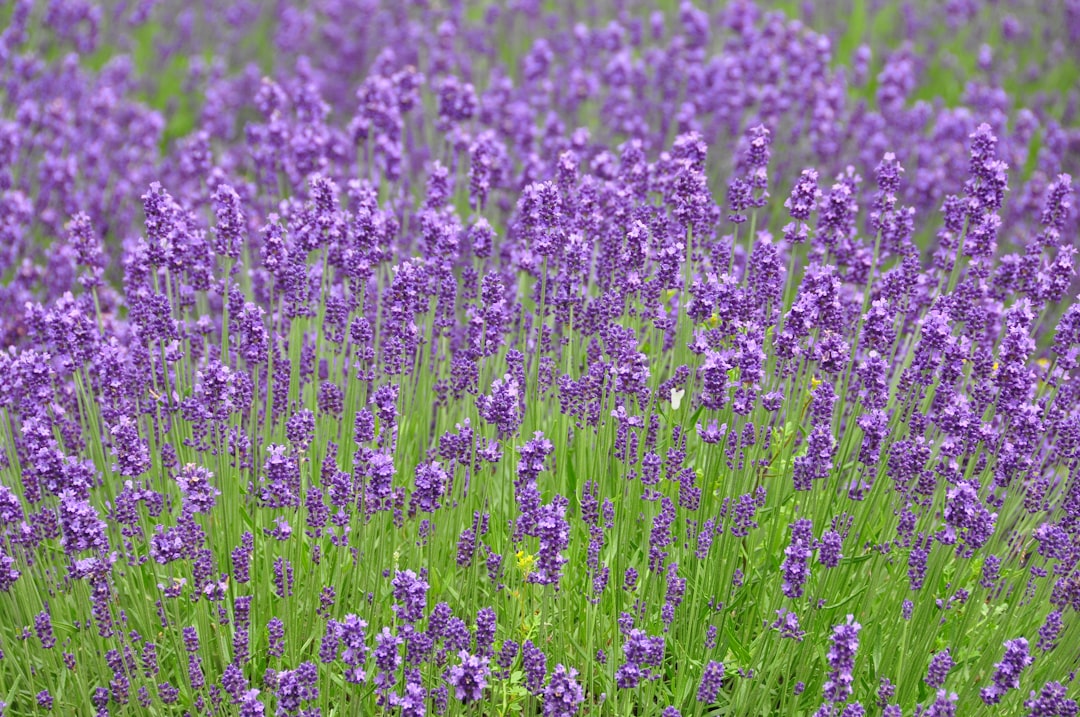 Furano Lavendelfelder: ein Paradies in Hokkaido - Furano | Secret World Trip Planner