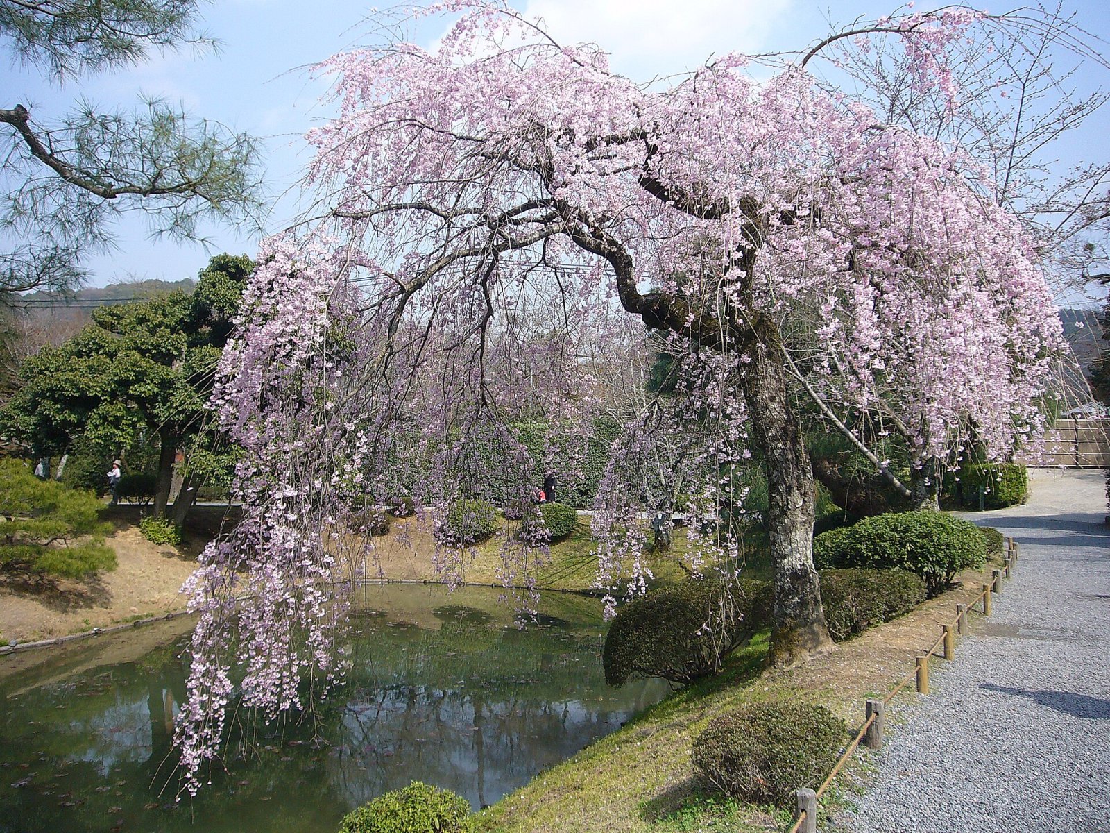 Entdeckung des Byodo-in Tempels in Uji, Japan - Uji | Secret World Trip Planner