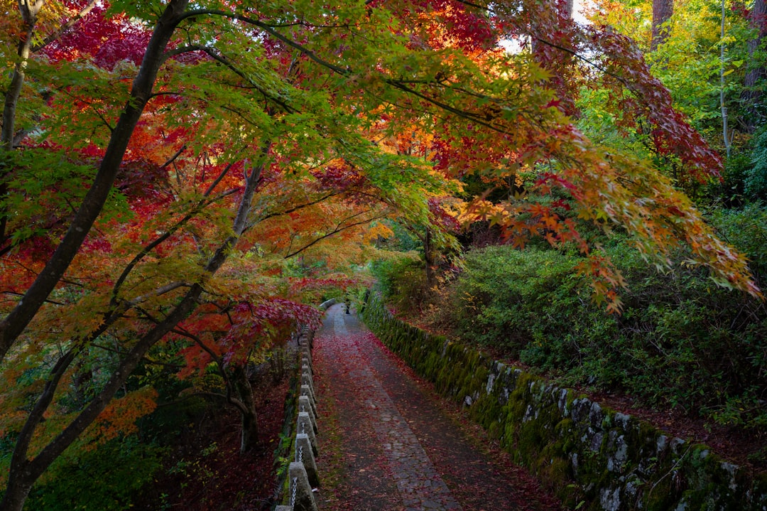 Entdecke die Magie des Yoshino-Berges in Japan — Yoshino