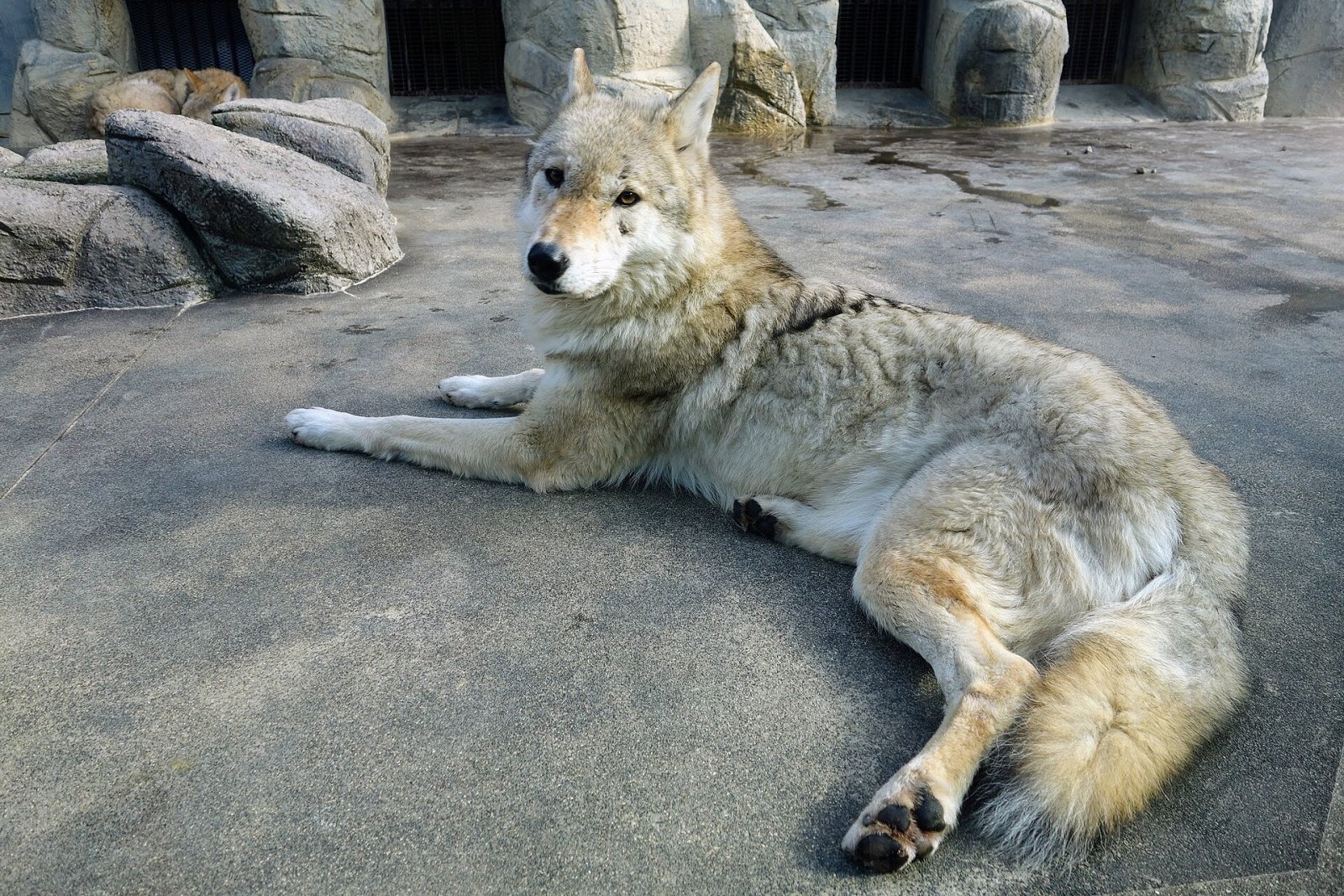 Découvrir le Tennoji Zoo : un coin de nature à Osaka - Osaka | Secret World Trip Planner