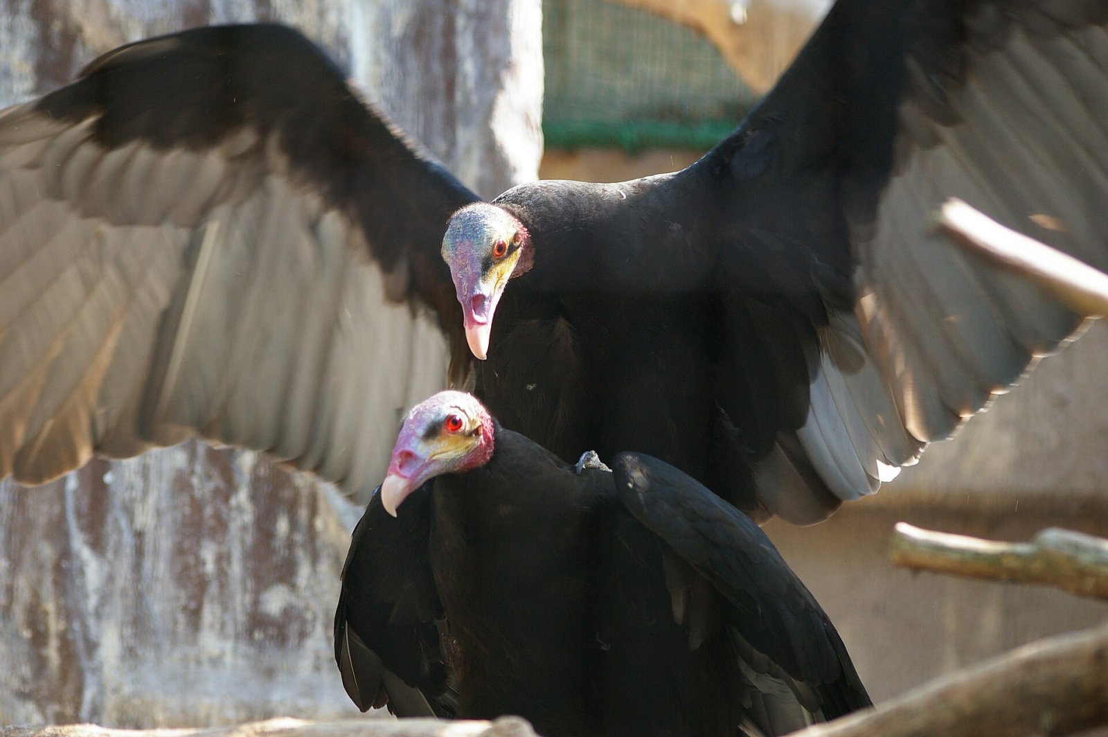 Descubriendo el Tennoji Zoo: un rincón de naturaleza en Osaka - Osaka | Secret World Trip Planner