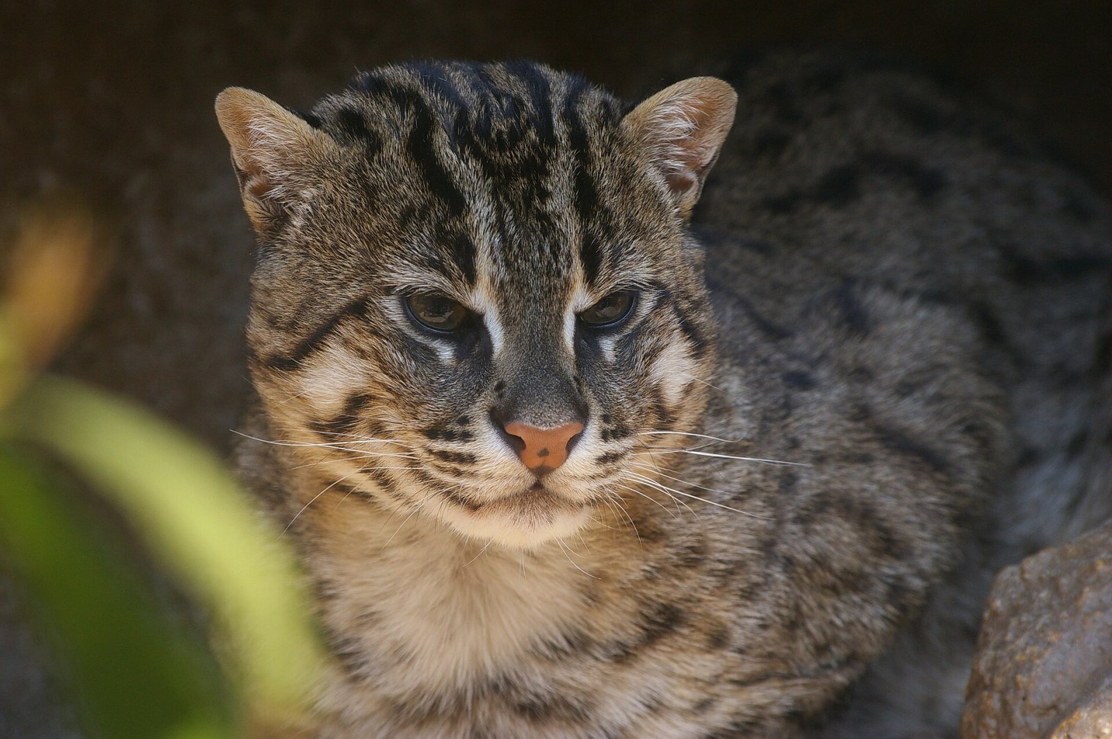Descubra o Tennoji Zoo: um canto da natureza em Osaka - Osaka | Secret World Trip Planner