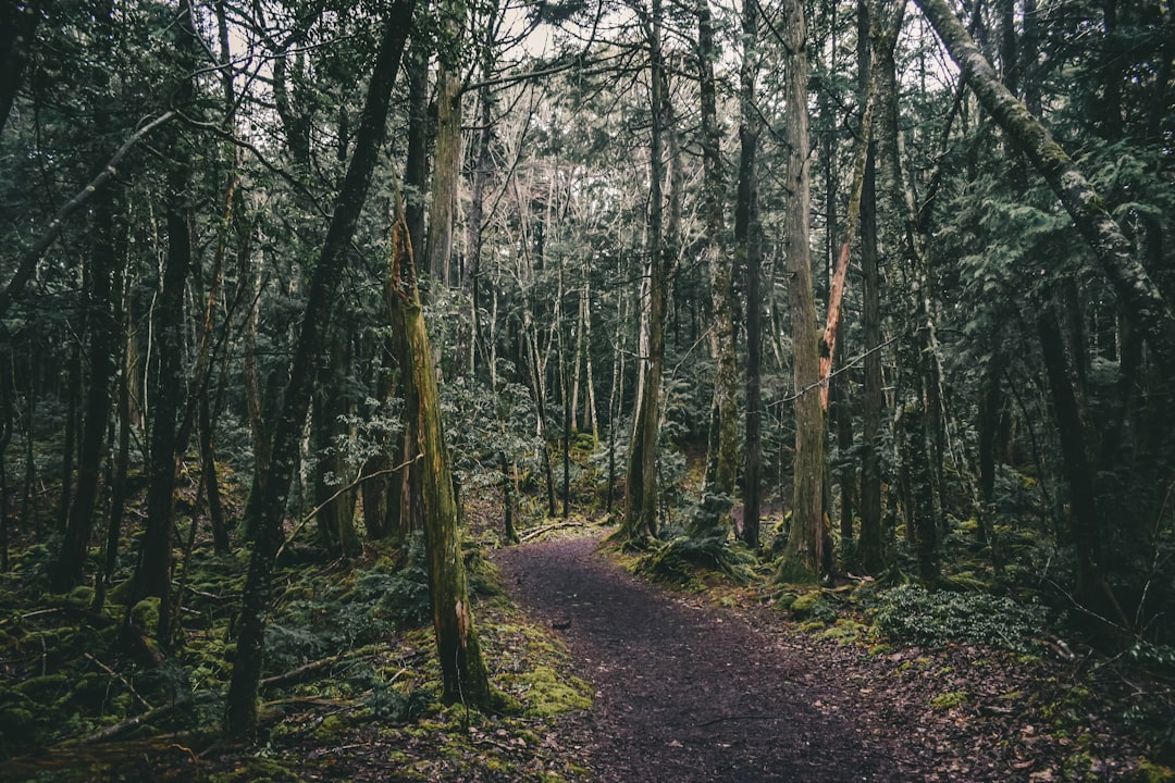 Aokigahara Forest: un viaggio nel cuore della natura giapponese - Fujikawaguchiko | Secret World Trip Planner