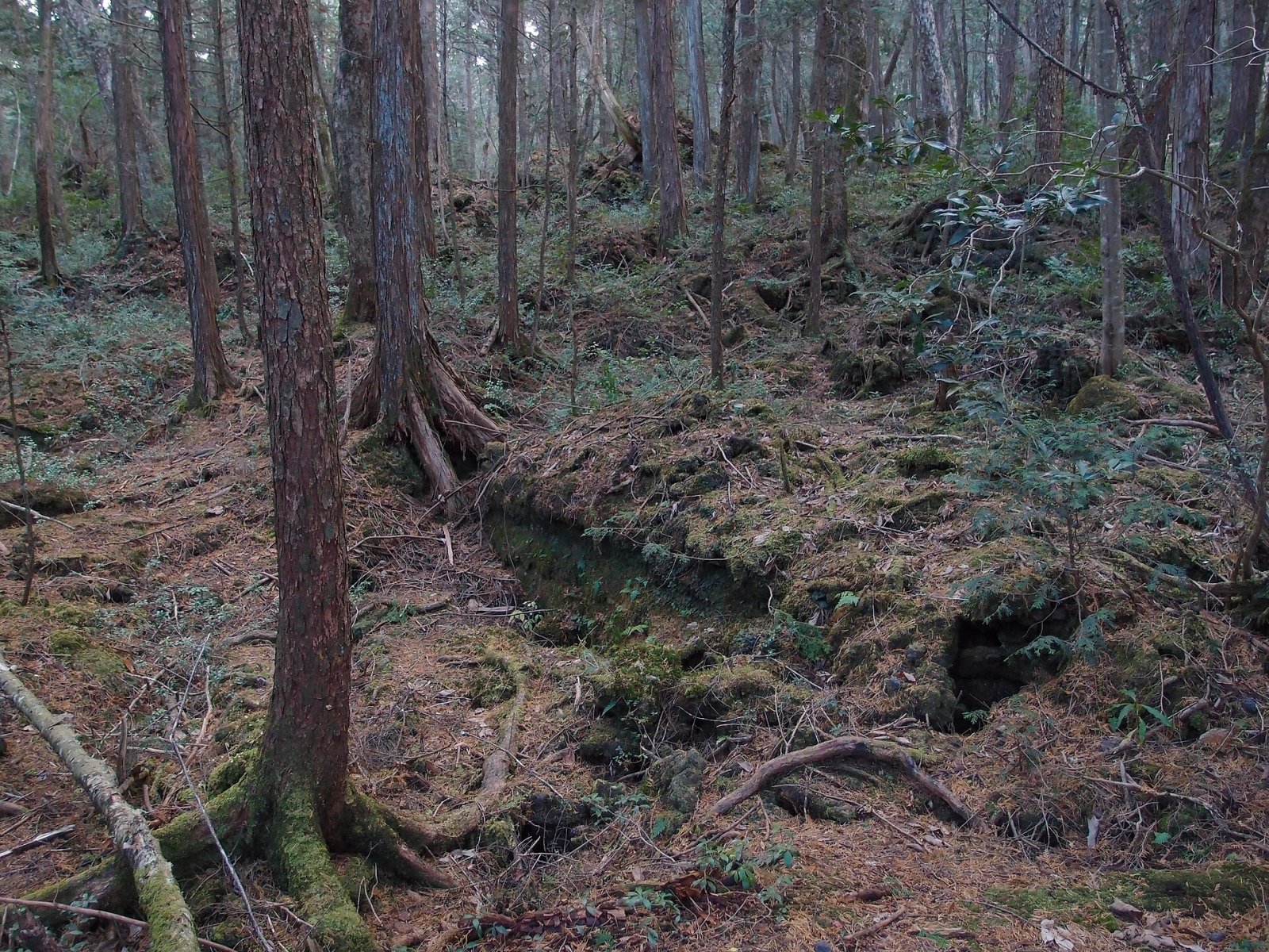 Aokigahara Forest: un viaggio nel cuore della natura giapponese - Fujikawaguchiko | Secret World Trip Planner