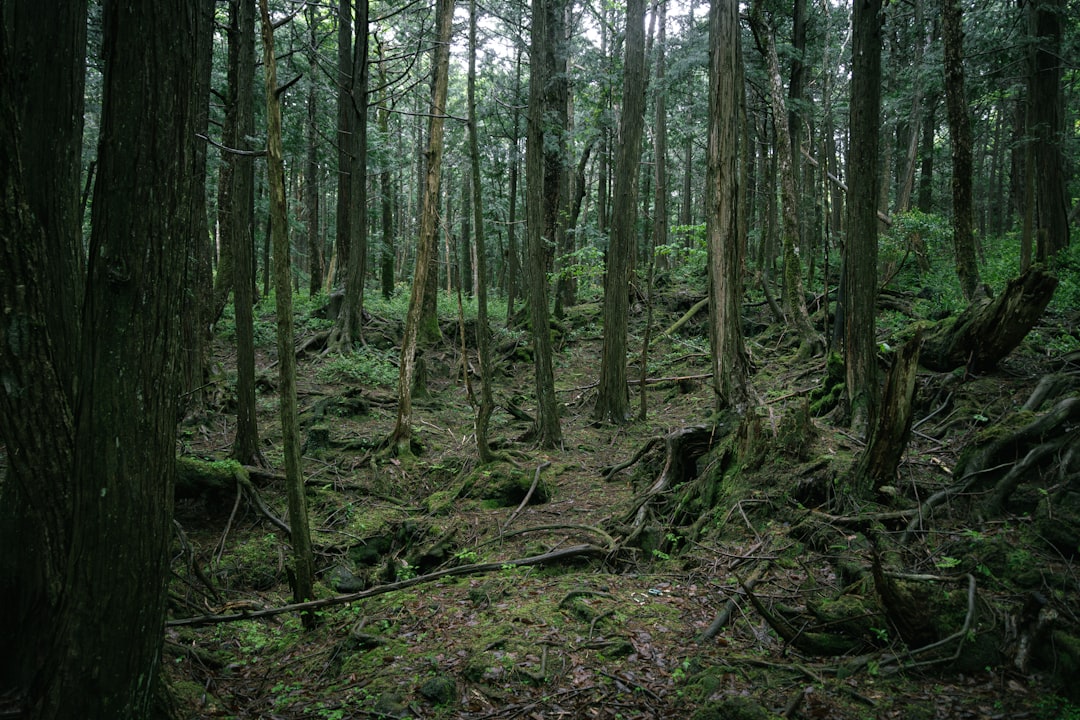 Bosque de Aokigahara: un viaje al corazón de la naturaleza japonesa - Fujikawaguchiko | Secret World Trip Planner