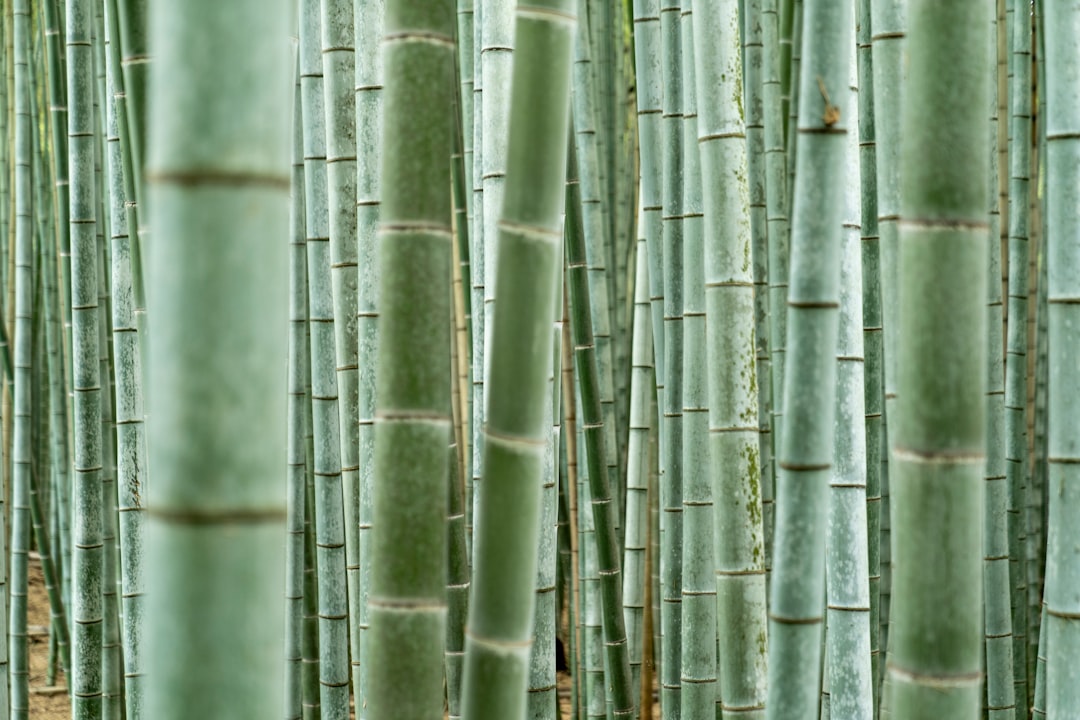 Scopri la Magia del Bosco di Bamboo di Arashiyama a Kyoto - Kyoto | Secret World Trip Planner