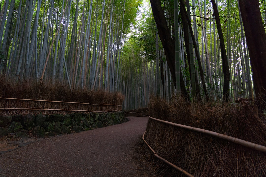 嵐山の竹林の魔法を発見する - Kyoto | Secret World Trip Planner