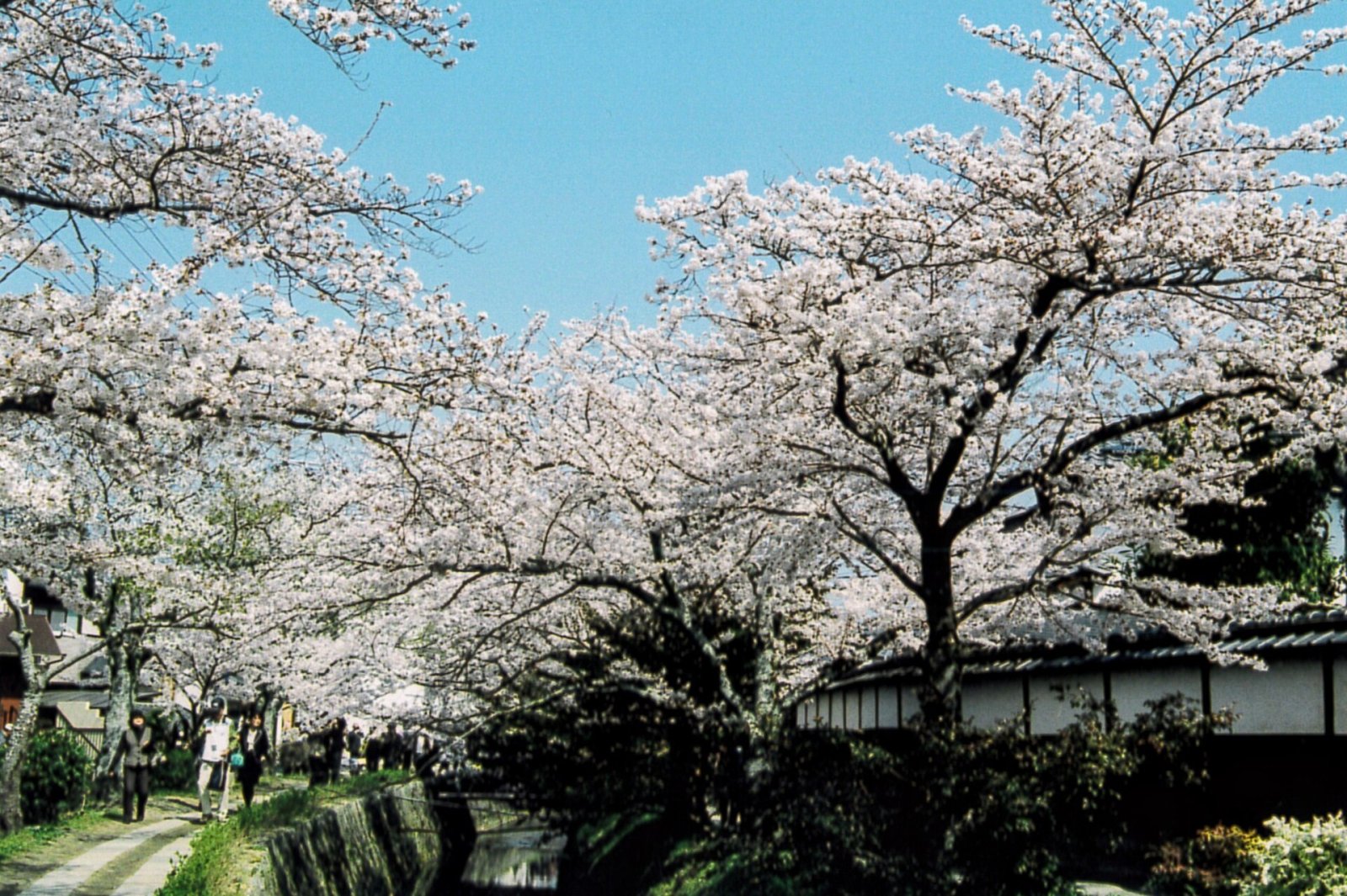 Discover the Philosopher's Path in Kyoto: A Journey into Nature - Kyoto | Secret World Trip Planner