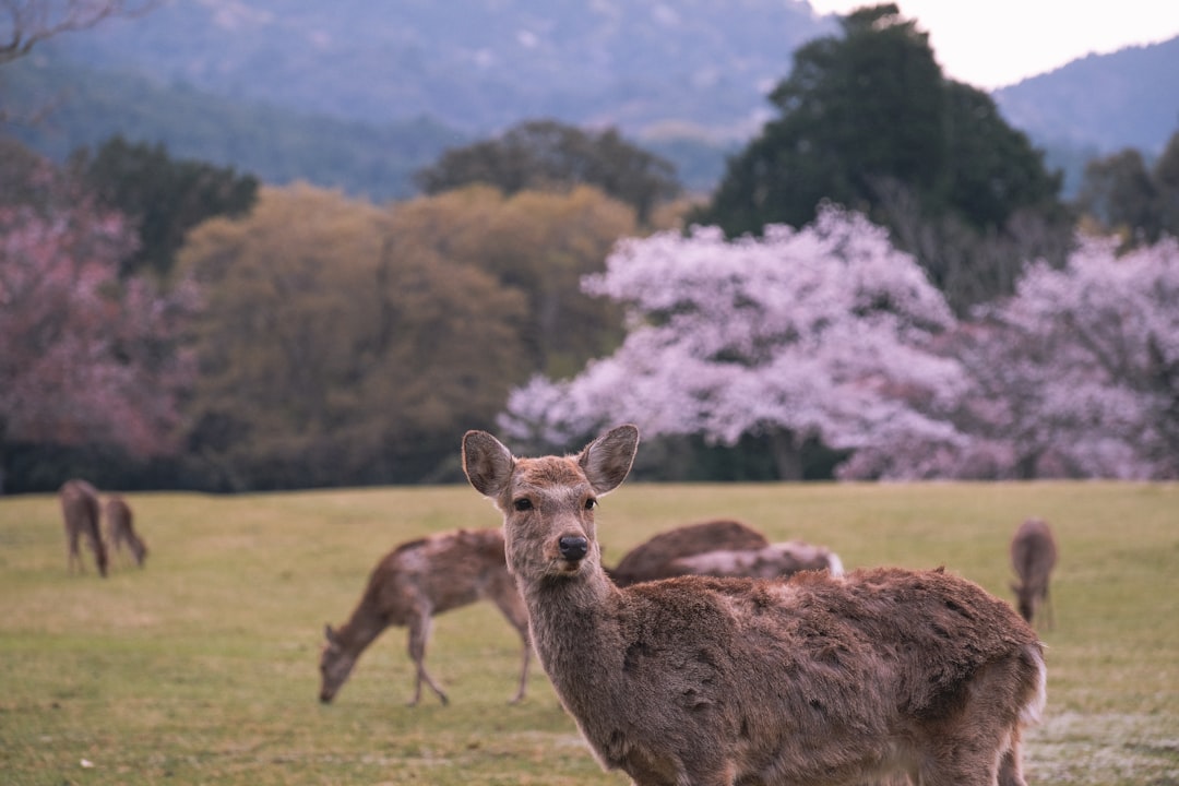 Descubre el Parque de Ciervos de Nara: un rincón de naturaleza en Japón - Nara | Secret World Trip Planner