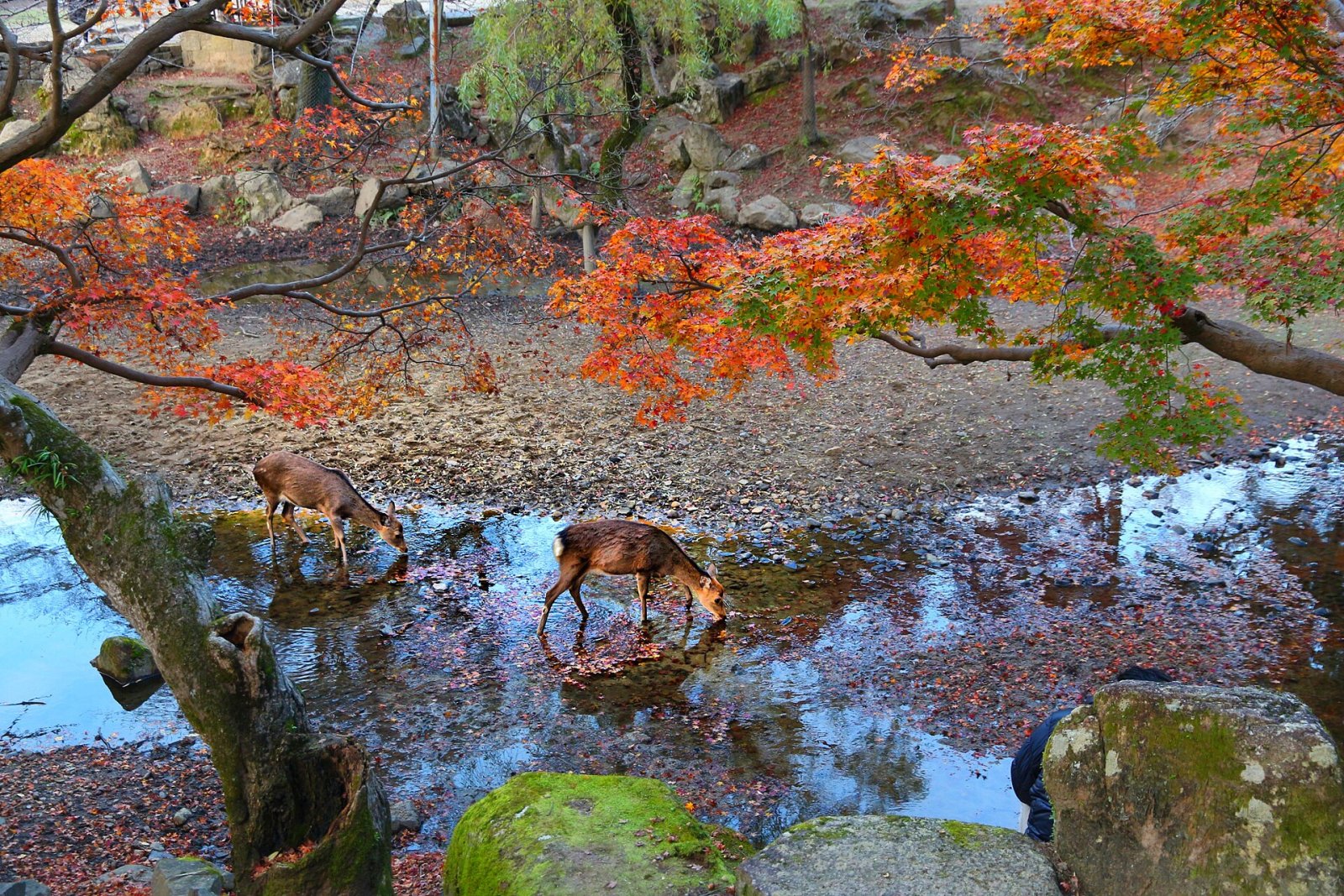 Descubre el Parque de Ciervos de Nara: un rincón de naturaleza en Japón - Nara | Secret World Trip Planner