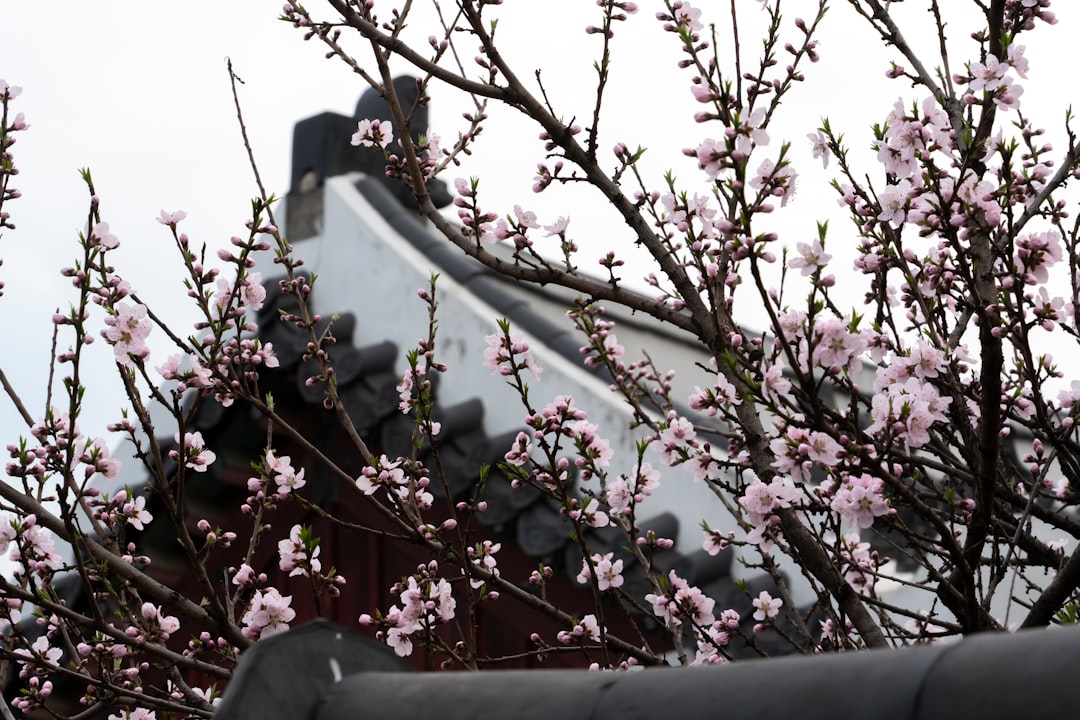 Descubra o Palácio Gyeonghuigung: História e Beleza de Seul - Jongno District | Secret World Trip Planner