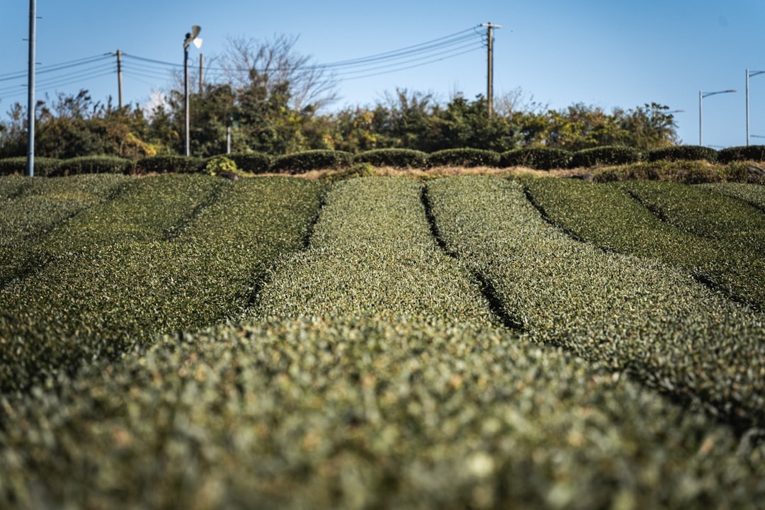 Scopri i Campi di Tè Verde di Boseong: Un Paradiso Naturale in Corea del Sud - Boseong | Secret World Trip Planner