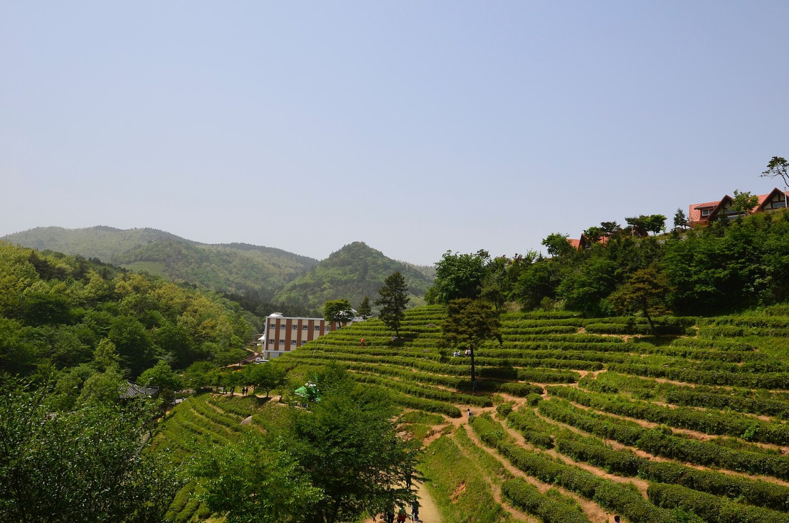 Scopri i Campi di Tè Verde di Boseong: Un Paradiso Naturale in Corea del Sud - Boseong | Secret World Trip Planner